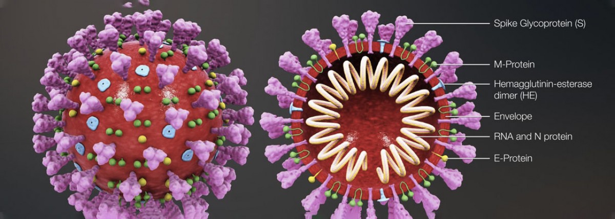 La tubería de mutación de pico revela la aparición de una forma más transmisible de SARS-CoV-2